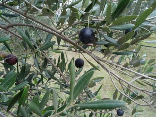 Windybank Olive - Windybank Estate Hunter Valley